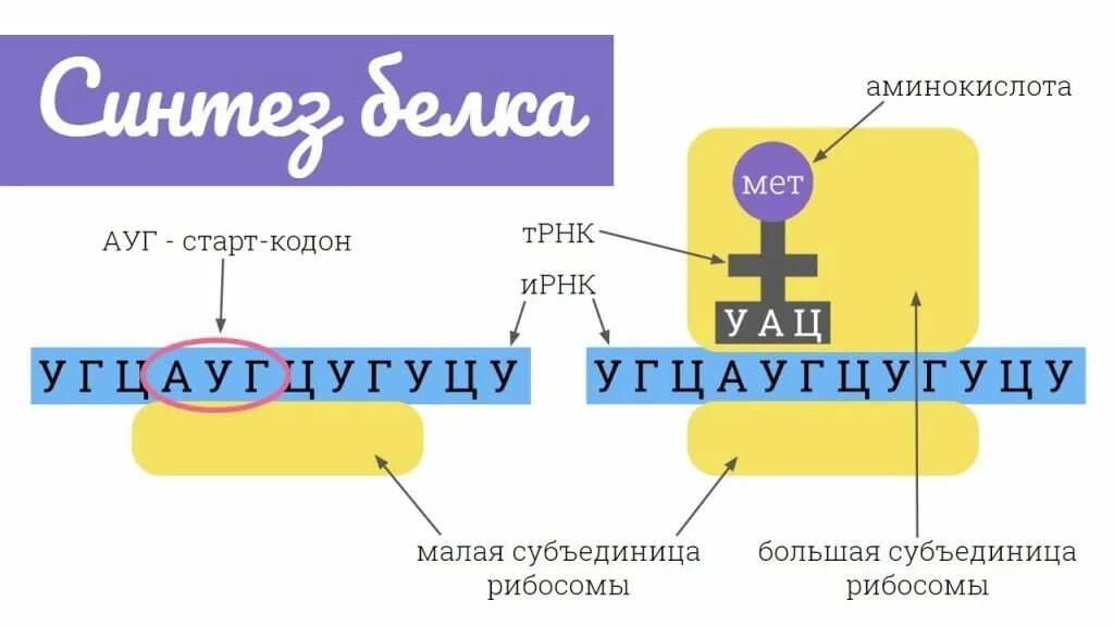 Начинается со старт кодона. Старт кодон. старт кодон ирнк. старт и стоп кодоны. старт кодон и стоп кодон.