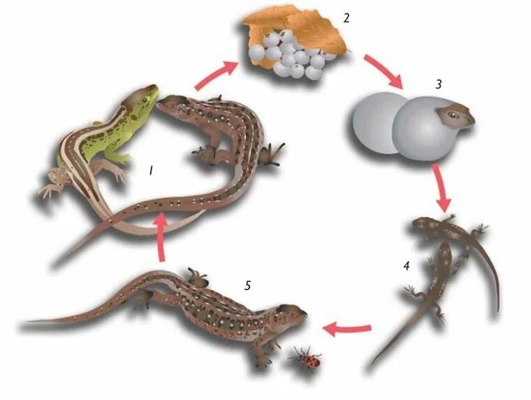 Жизненный цикл прыткой ящерицы. Жизненный цикл пресмыкающихся схема. Цикл развития рептилий. Размножение живородящей ящерицы. Вид оплодотворения у пресмыкающихся