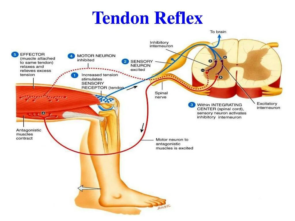 Рефлекс живого. Рефлексы. Tendon Reflexes. Reflex Arc. T-рефлекса.