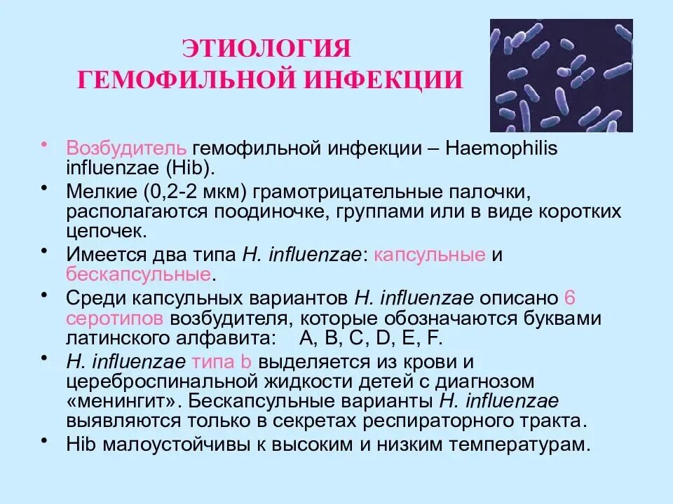 Гемофильная палочка характеристика возбудителя. Гемофильная инфекция Хиб. Этиология гемофильной палочки. Гемофильная палочка устойчивость. Haemophilus influenzae 10