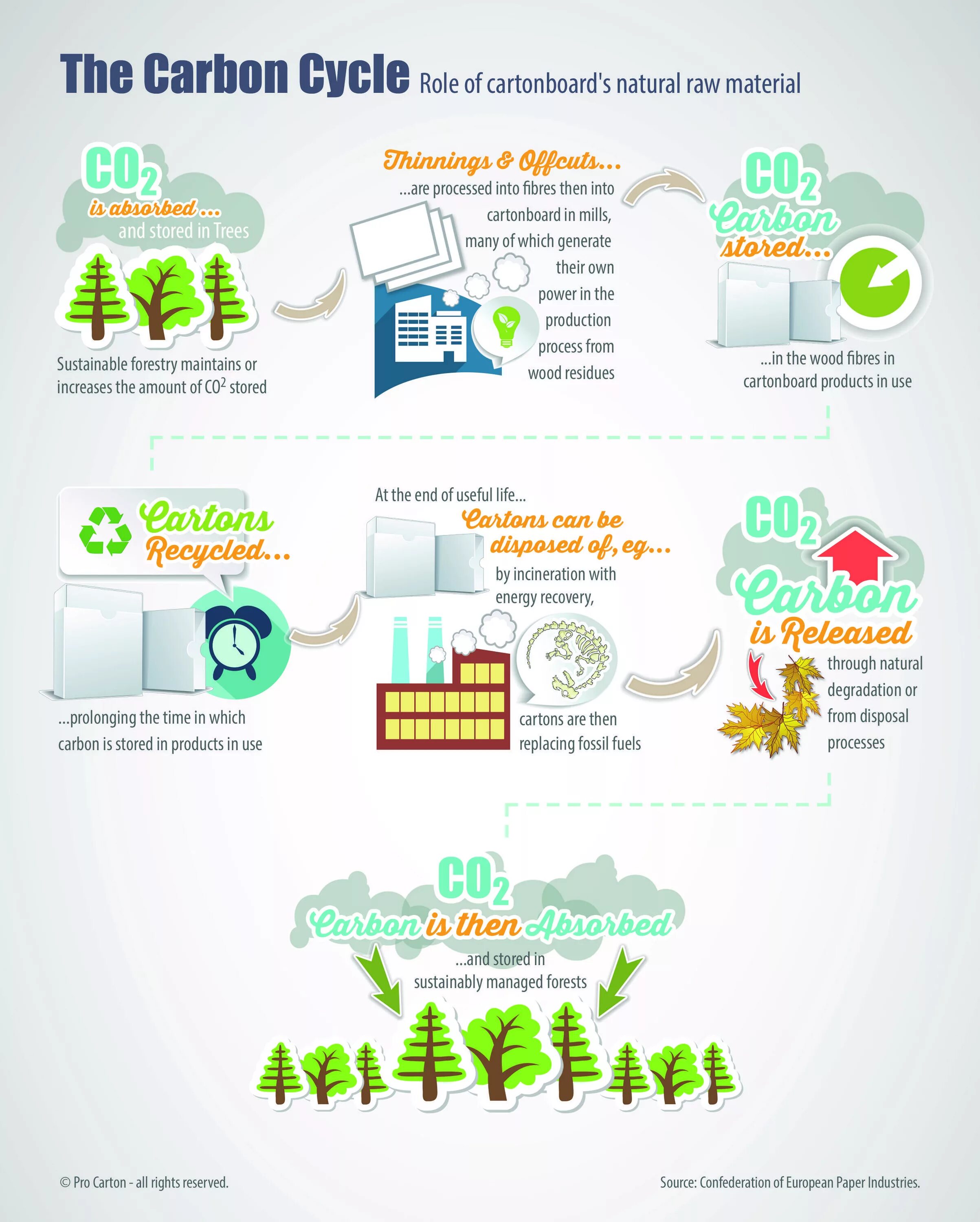 Amount store. Recycle cycle. задние recycling is the processing. продукт use. trees store carbon.