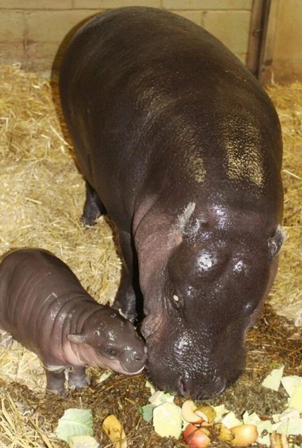 Сколько детенышей бегемота родилось. Мадагаскарский карликовый Бегемот. Африканский карликовый Бегемот. Новорожденный карликовый Бегемот. Карликовый Бегемот вес.