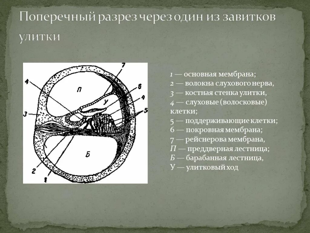 Завиток улитки. Поперечный срез завитка улитки гистология. Поперечный срез спирального канала улитки. Строение улиткового канала гистология. Разрез через канал улитки.