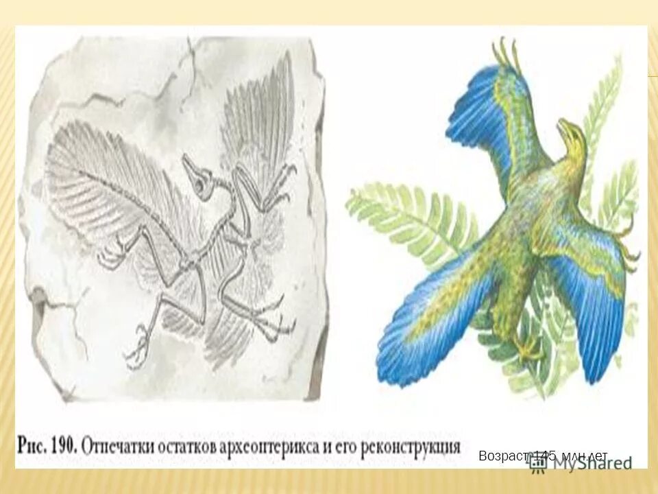 Археоптерикс отпечаток. Археоптерикс слепок. Отпечаток птицы археоптерикса. Археоптерикс отпечаток реконструкция. На рисунке изображена реконструкция археоптерикса