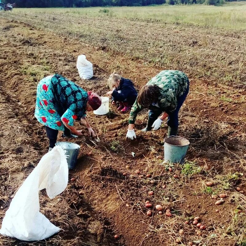 Копать картошку. Сбор картошки. Копка картошки. Копание картошки.