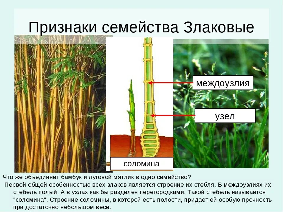 Особенность роста злаковых растений