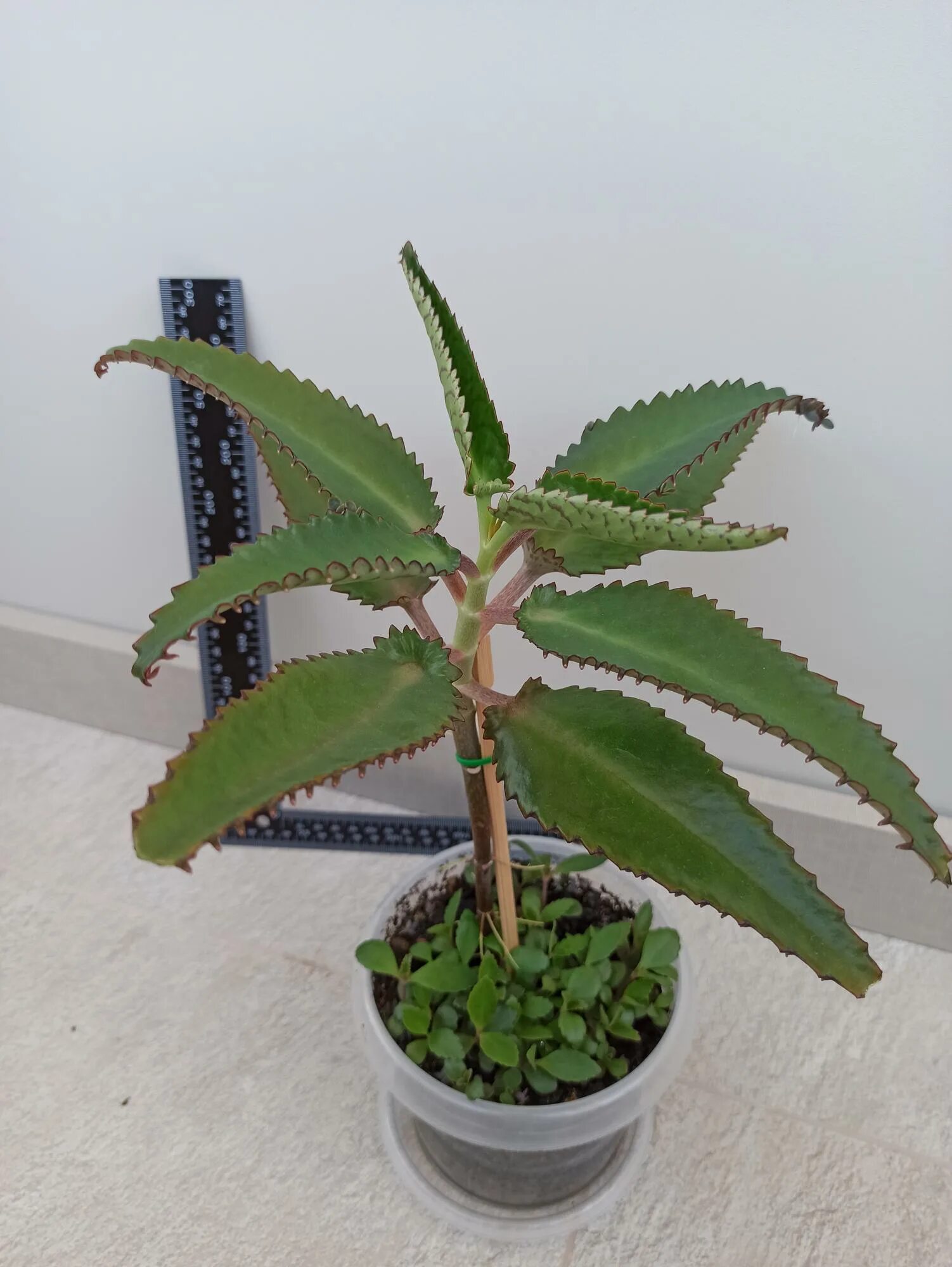 бриофиллум дегремона. каланхоэ дегремона уход. цветы каланхоэ дегремона. каланхоэ дегремона цветение. каланхоэ дегремона уход.