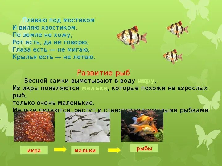 Окружающий мир третий класс размножение животных. Окружающий мир размножение и развитие животных. размножение и развитие животных 3 класс окружающий мир. этапы развития животных 3 класс. сообщение о размножении и развитии животных.