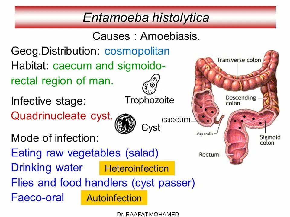 Entamoeba histolytica. Энтамеба хистолитика. Entamoeba histolytica жизненный цикл.