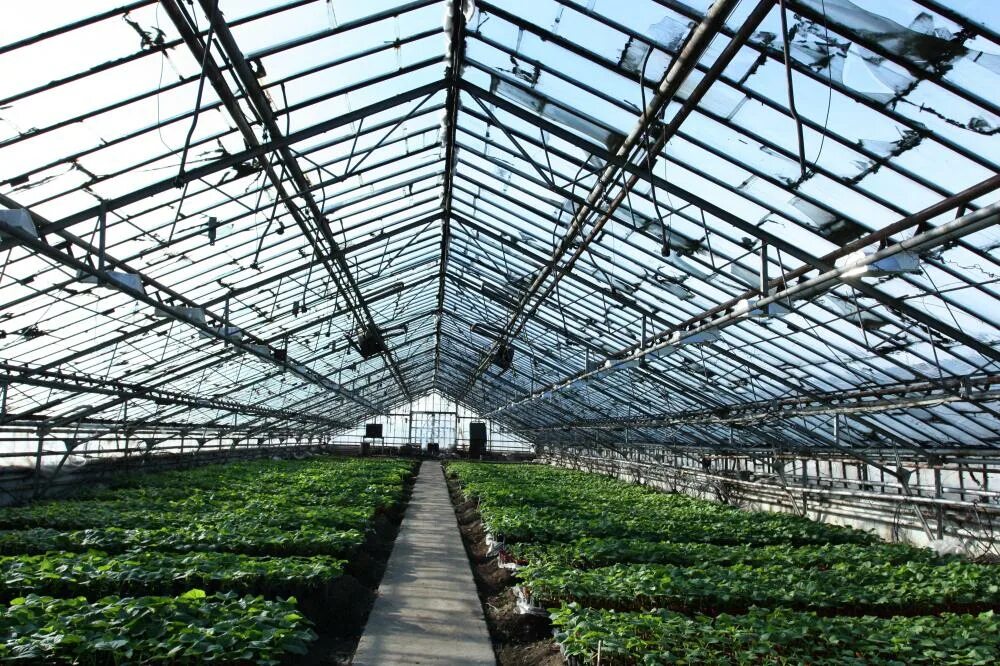овощевод тольятти. черновский овощевод чита. великолукский тепличный комбинат. теплица иванисово электросталь огурцы. овощевод тольятти.