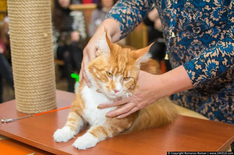 тц июнь выставка кошек. выставка кошек вднх. тц июнь выставка кошек. выставка бабочек в сыктывкаре. выставка кошек.