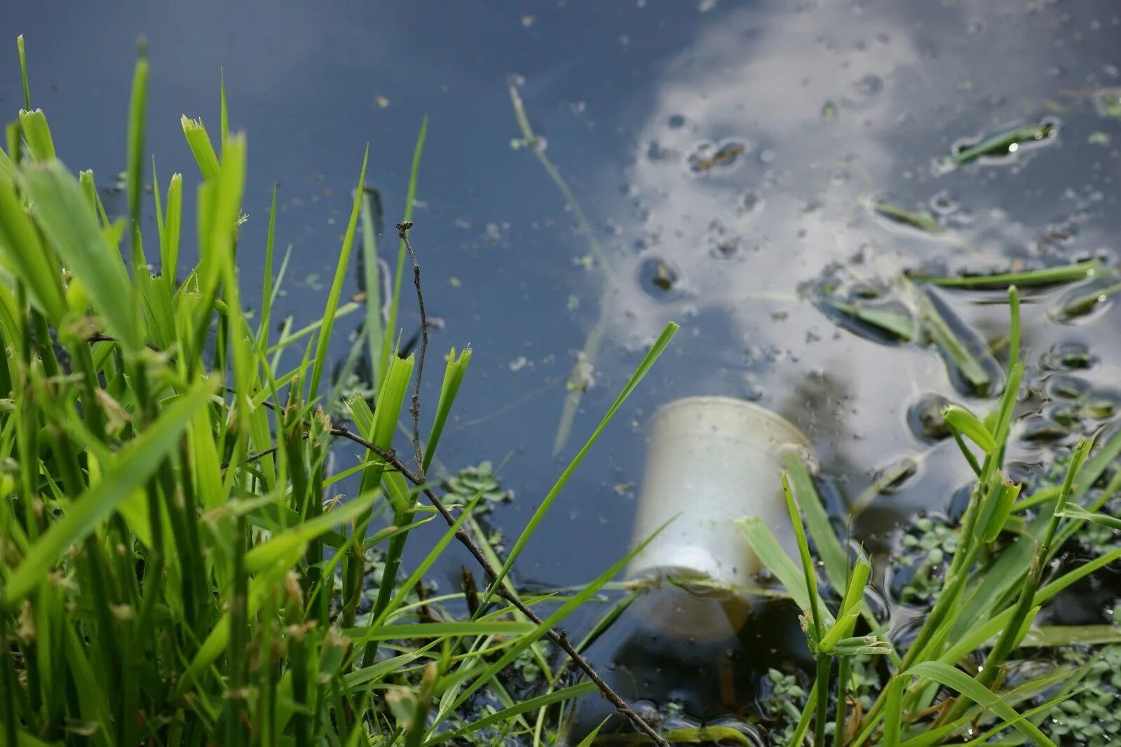 Биологическое природное загрязнение. Загрязнение воды. Загрязнение водоемов. Экология водоемов. Загрязнение пресных вод.