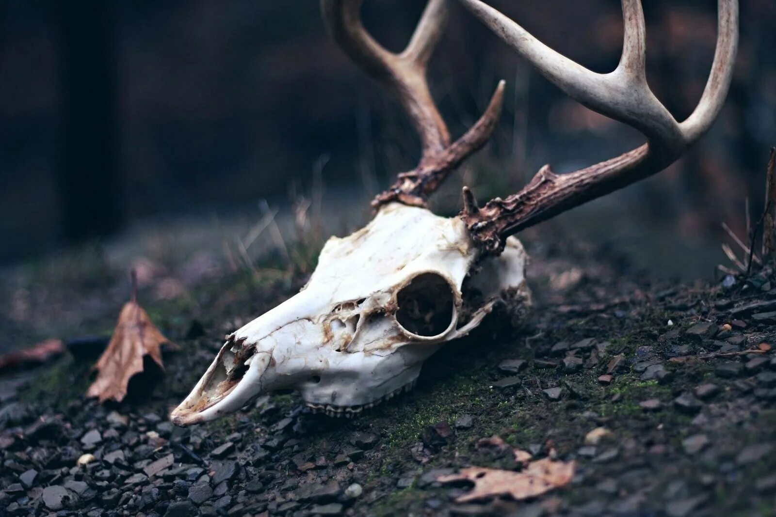 Череп оленя с рогами. Олений череп референс. фурсьют череп оленя. череп оленя референс.