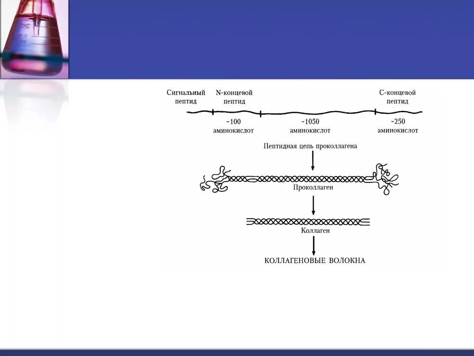 Сигнальные пептиды. Сигнальный пептид синтез белка. Сигнальные молекулы пептидов. Кортикотропный гормон биохимия. Остеокальцин строение и функции.