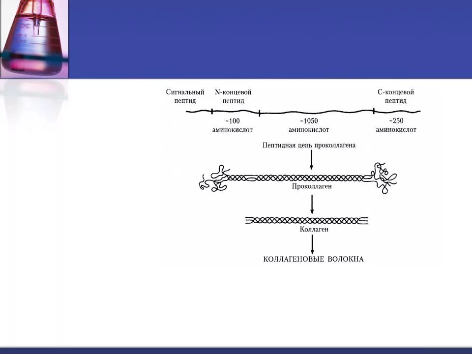 Схема внутриклеточного этапа синтеза коллагена. Внутриклеточный Синтез коллагена схема. Синтез коллагена схема. Биосинтез коллагена схема.