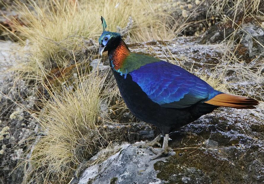 National bird. Гималайский манал фазан. Гималайский монал. Гималайский монал самка. Фазан Гималайский монал самка.