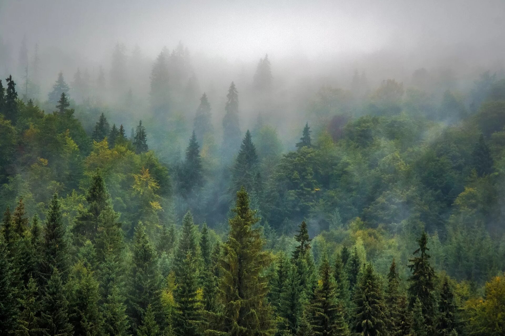 Густой хвойный. Туманный лес Трансильвании. Туманный лес Таганай. Лес в тумане. Хвойный лес в тумане.