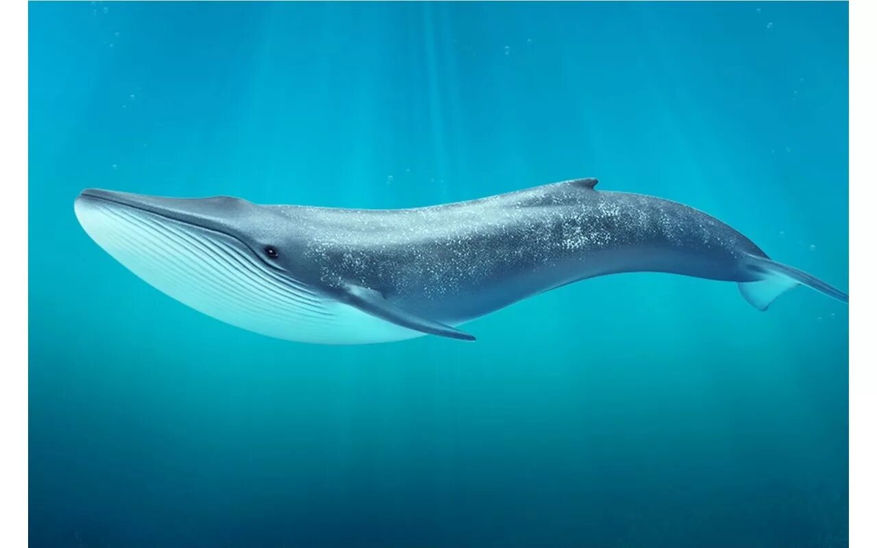 Крупное млекопитающее в мире. Сейвал (ивасевый кит). Сейвал (ивасёвый кит) (Balaenoptera Borealis). Голубой кит Balaenoptera musculus. Синий кит (голубой кит).
