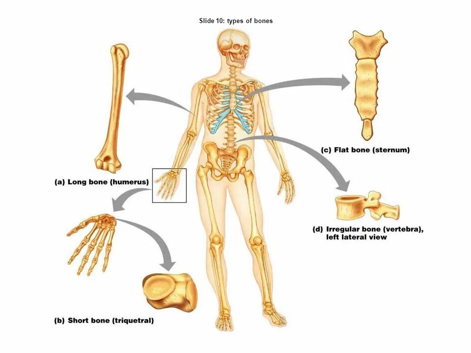 Плоские кости. Sternum Bone. Костная система. Костная система модель реалистичная.