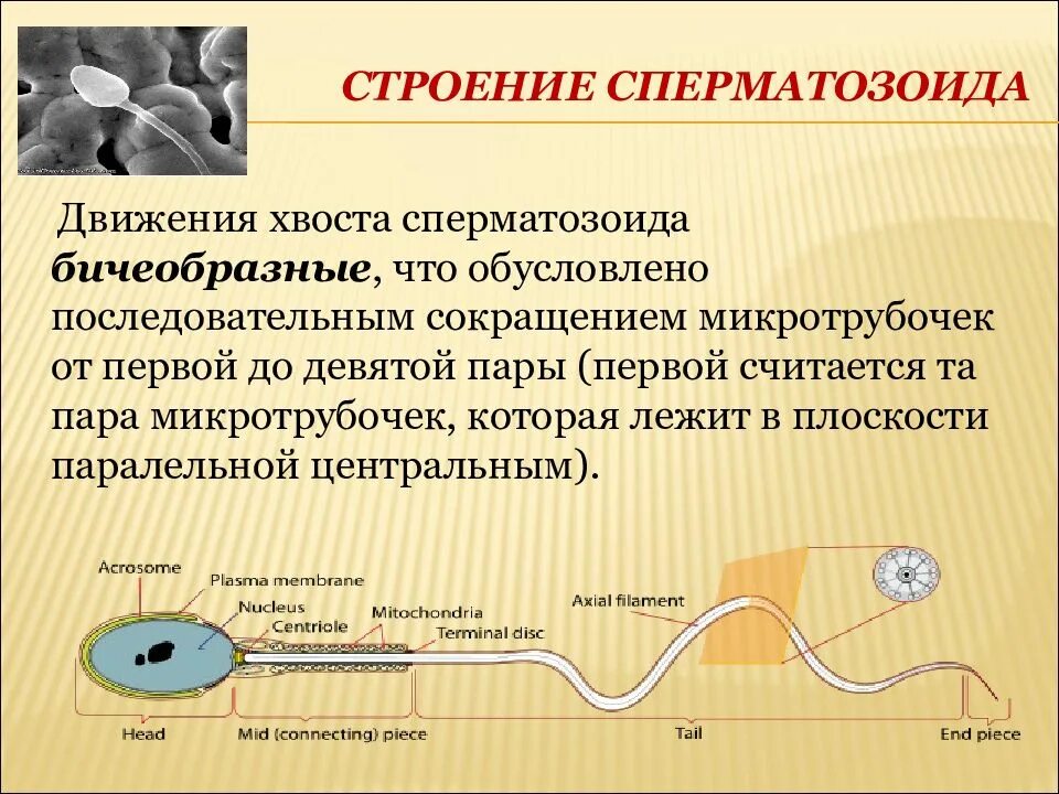 Движение сперматозоидов. Строение спермия. Структура сперматозоида. Способы передвижения сперматозоидов. Не способна к движению