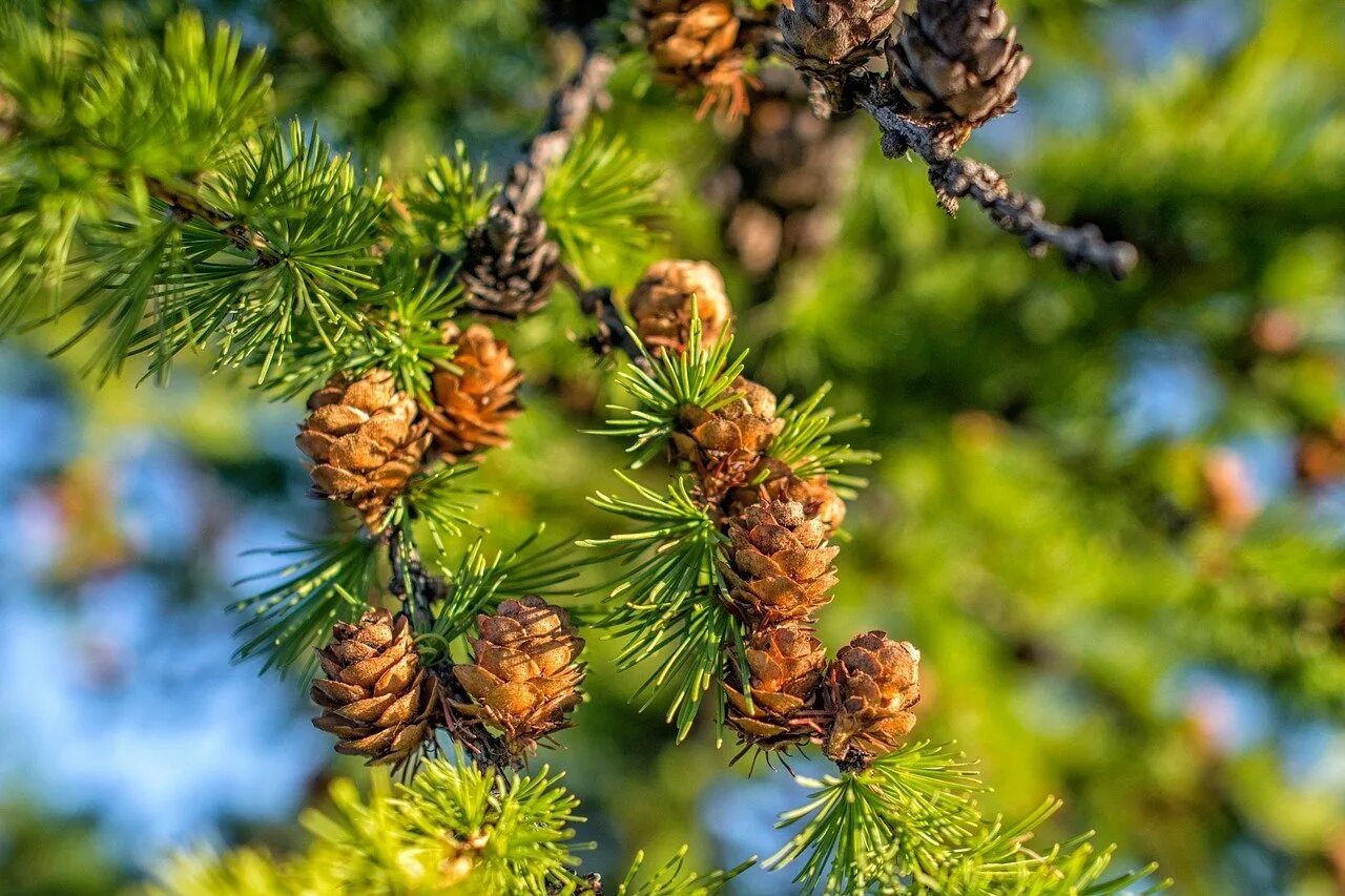 Хвойные растения это. Лиственница Сибирская Larix sibirica. Лиственница Даурская. Лиственница Даурская шишки. Лиственница обыкновенная.