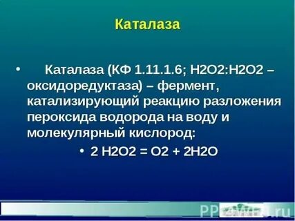 Фермент каталаза содержится во всех живых организмах