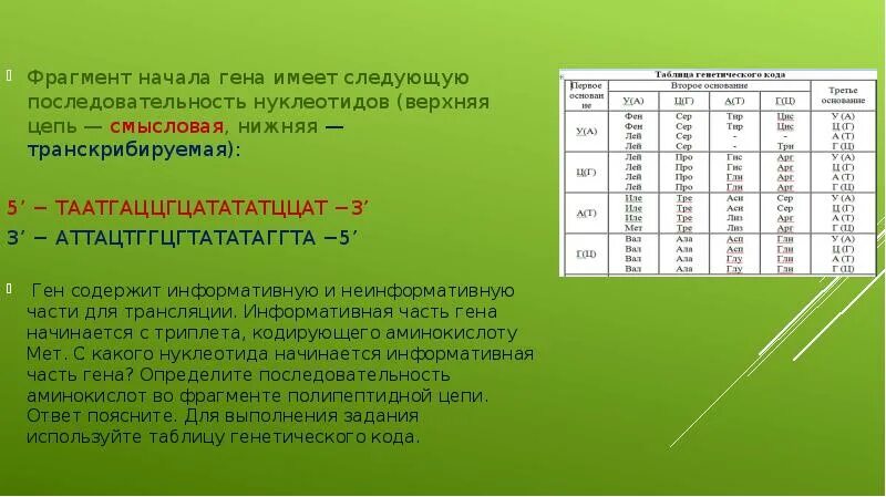 Кодирующая цепь днк имеет последовательность нуклеотидов. Последовательность нуклеотидов. последовательность нуклеотидов рнк. последовательность аминокислот рнк. последовательность ами.
