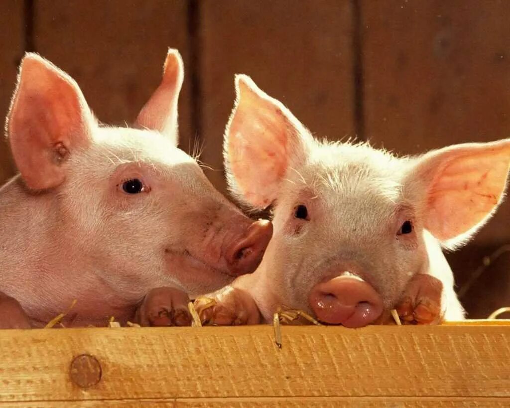 Что любят свинки. Свинья. Свинья картинка. Фото свиньи. Красивая свинья.