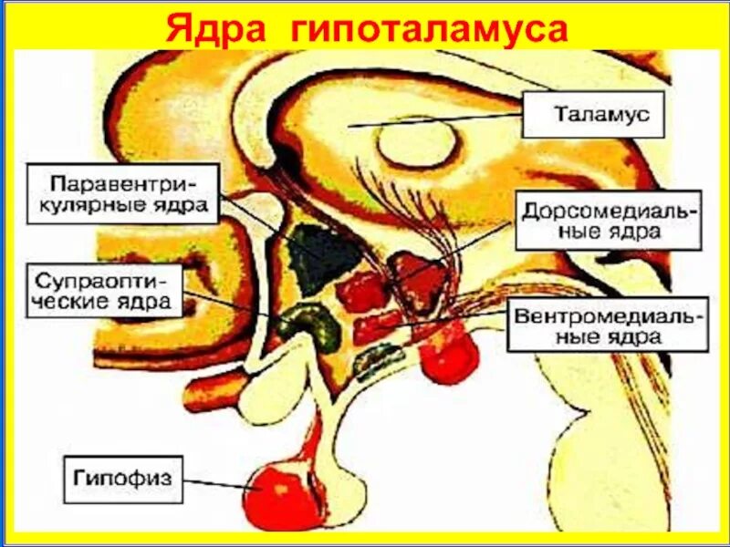 Гипоталамус содержит центры голода и жажды. Аркуатные ядра гипоталамуса. Латеральные ядра гипоталамуса. Ядра гипоталамуса схема. Ядра переднего гипоталамуса.