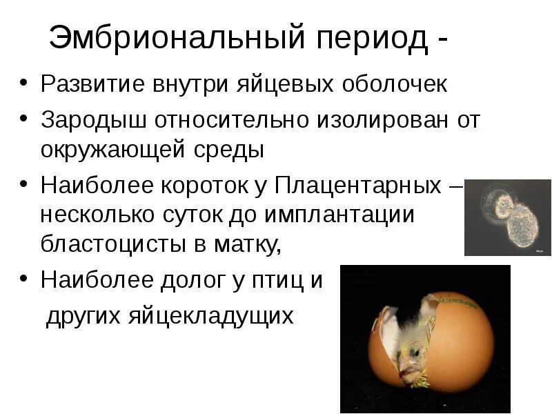 Примеры яйцекладного типа онтогенеза Индивидуальное развитие Биология Презентации 9 класс