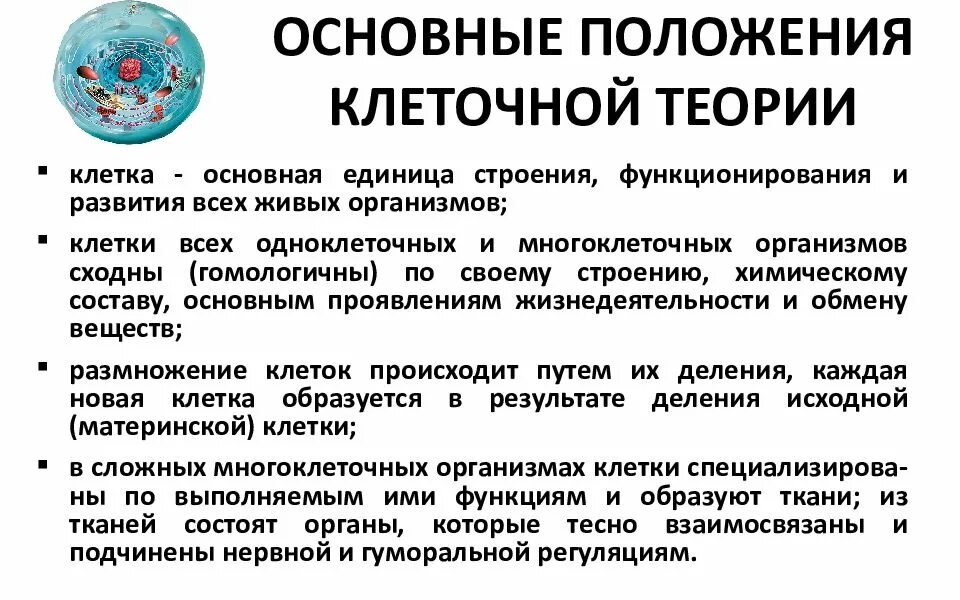 Цитология таблица. Цитология основные положения клеточной теории. цитология и основные положения современной клеточной теории.. история цитологии основные положения клеточной теории. основы цитологии положения современной клеточной теории.