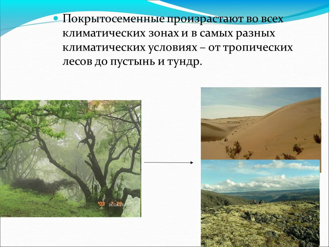 Обитания покрытосеменных. Где произрастают Покрытосеменные. Покрытосеменные растения пустыни. Покрытосеменные растения разных климатических зон. Где произрастают Покрытосеменные растения.