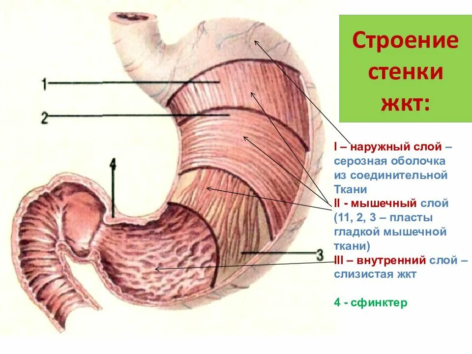 В желудке имеются