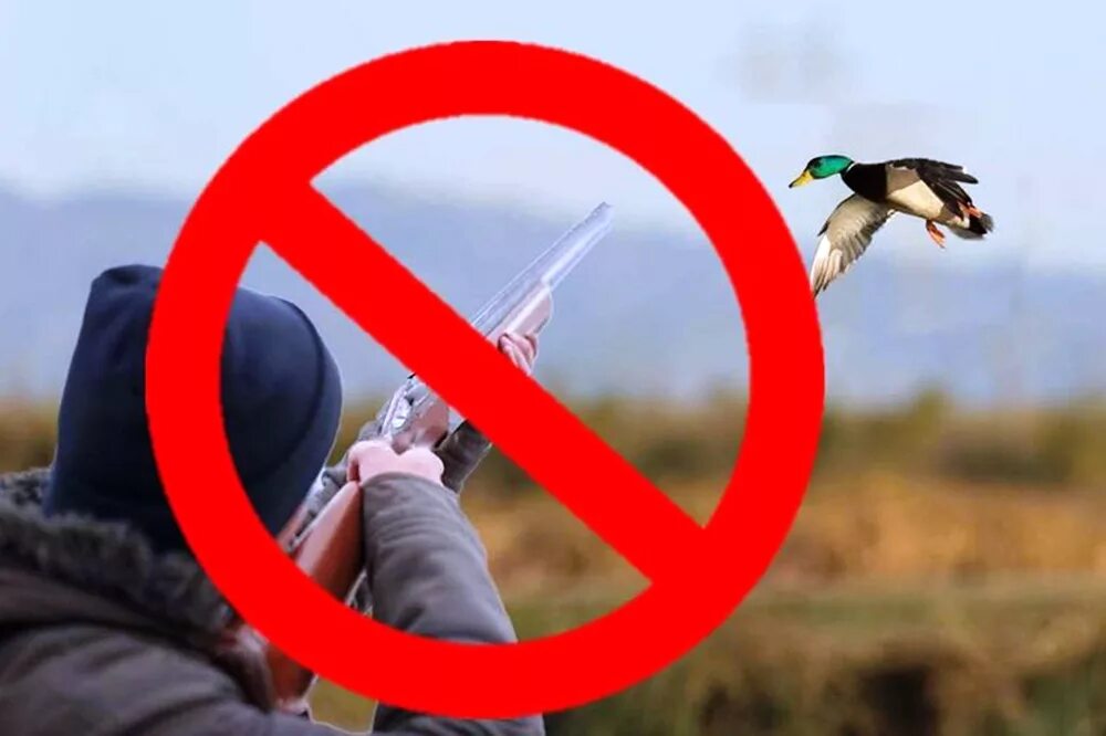 Охота запрещена. Запрет на охоту. Охота на птиц запрещена. Запрет охоты на животных. Весенний запрет беларусь