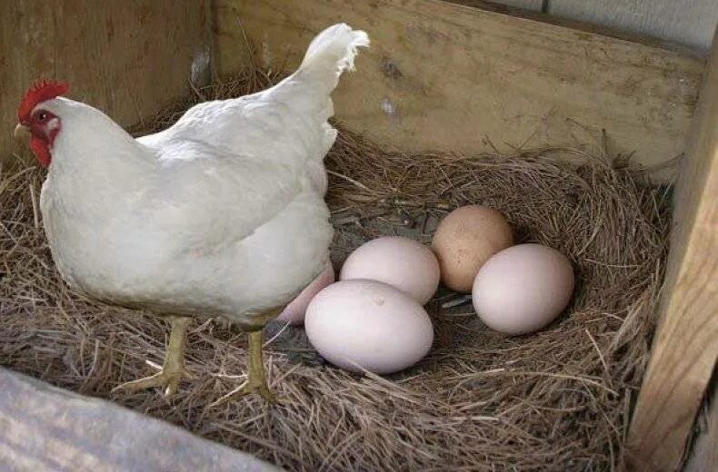 Несущие курицы. Куры несушки с яйцами. леггорн белый яйца. куры несушки леггорны и их яйца. куры несущие белые.