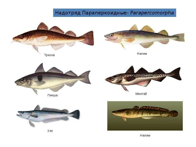 Рыба семейства тресковых морская. Рыбы семейства тресковых названия. Тресковые породы рыб названия. Класс костистые рыбы представители. 3 примера костных рыб