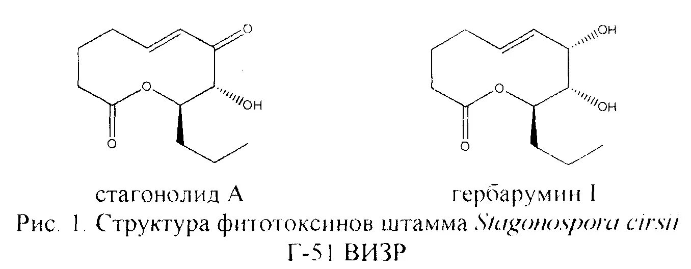 Фитотоксины. Классификация фитотоксинов. Фитотоксины примеры. Фитотоксин грибов.