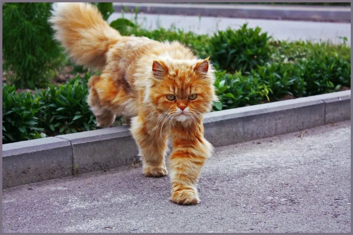 Кот шагает. Рыжий дворовый кот. Рыжий котёнок на улице. Рыжая кошка. Дворовые рыжие коты.