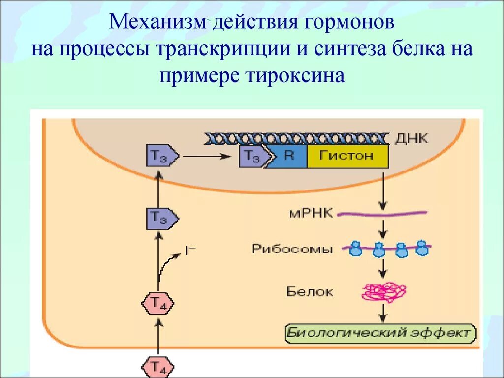 Механизм действия т3 и т4. Тироксин механизм действия биохимия. Механизм тиреоидных гормонов биохимия. Схема синтеза тиреоидных гормонов. Действие транскрипция