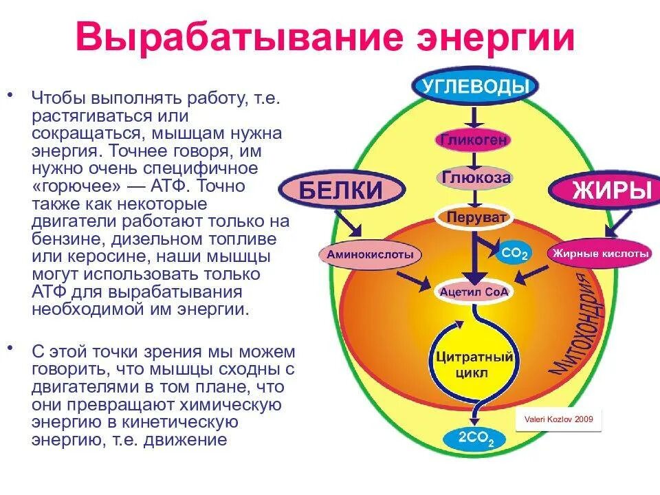 Энергия мышц. Источник энергии в мышцах. Образование энергии в мышцах.