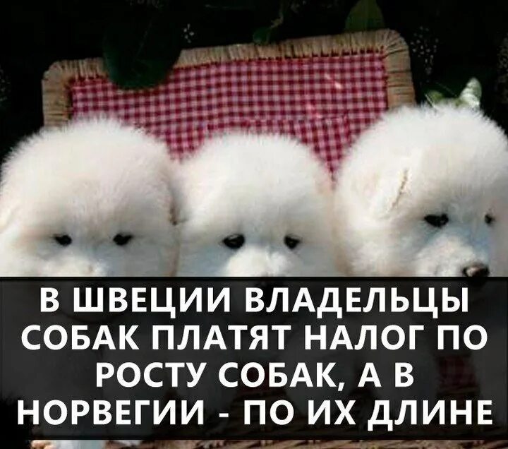 Налог на домашних животных. Надо ли платить за собаку. Животные с деньгами. Собак надо брать щенками цитата. Налог на собак.