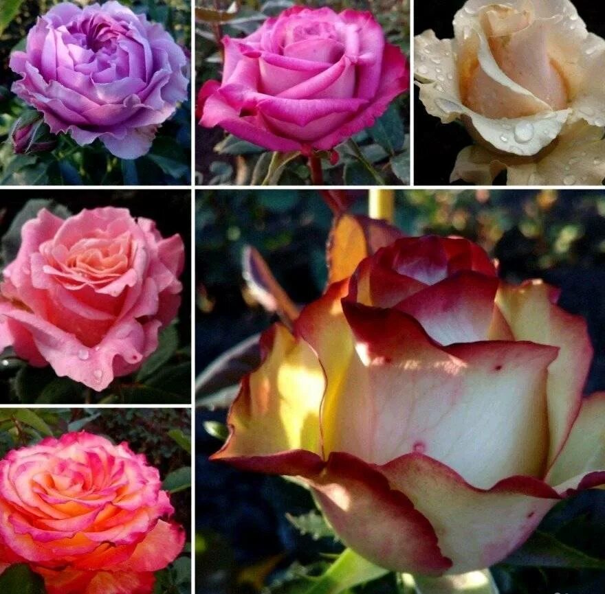 Названия разновидностей роз. Саженцы чайно гибридных роз.