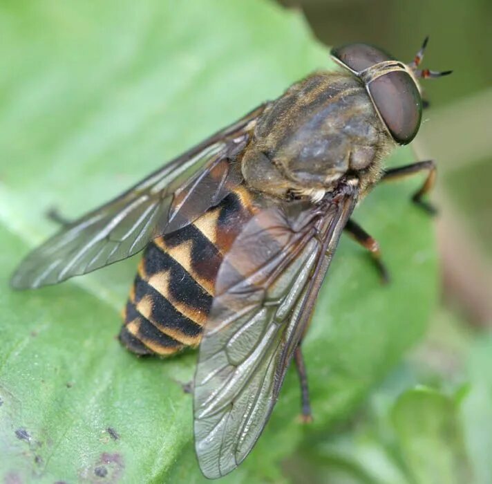 Слепень Tabanus. Бычий слепень. Бычий слепень насекомое. Слепни (Tabanidae).