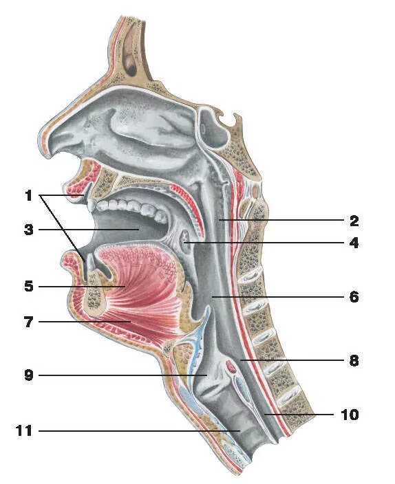 Устройство полости рта. Глотка гортань пищевод анатомия. Анатомия глотка гортань трахея. Горло гортань трахея анатомия. Строение гортани и горла пищевода.