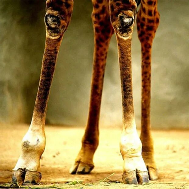 Животные австралии кенгуру. У какого животного 4 ноги. Шимпанзе фото. Длинноухий кенгуру. У какого животного 4 ноги.