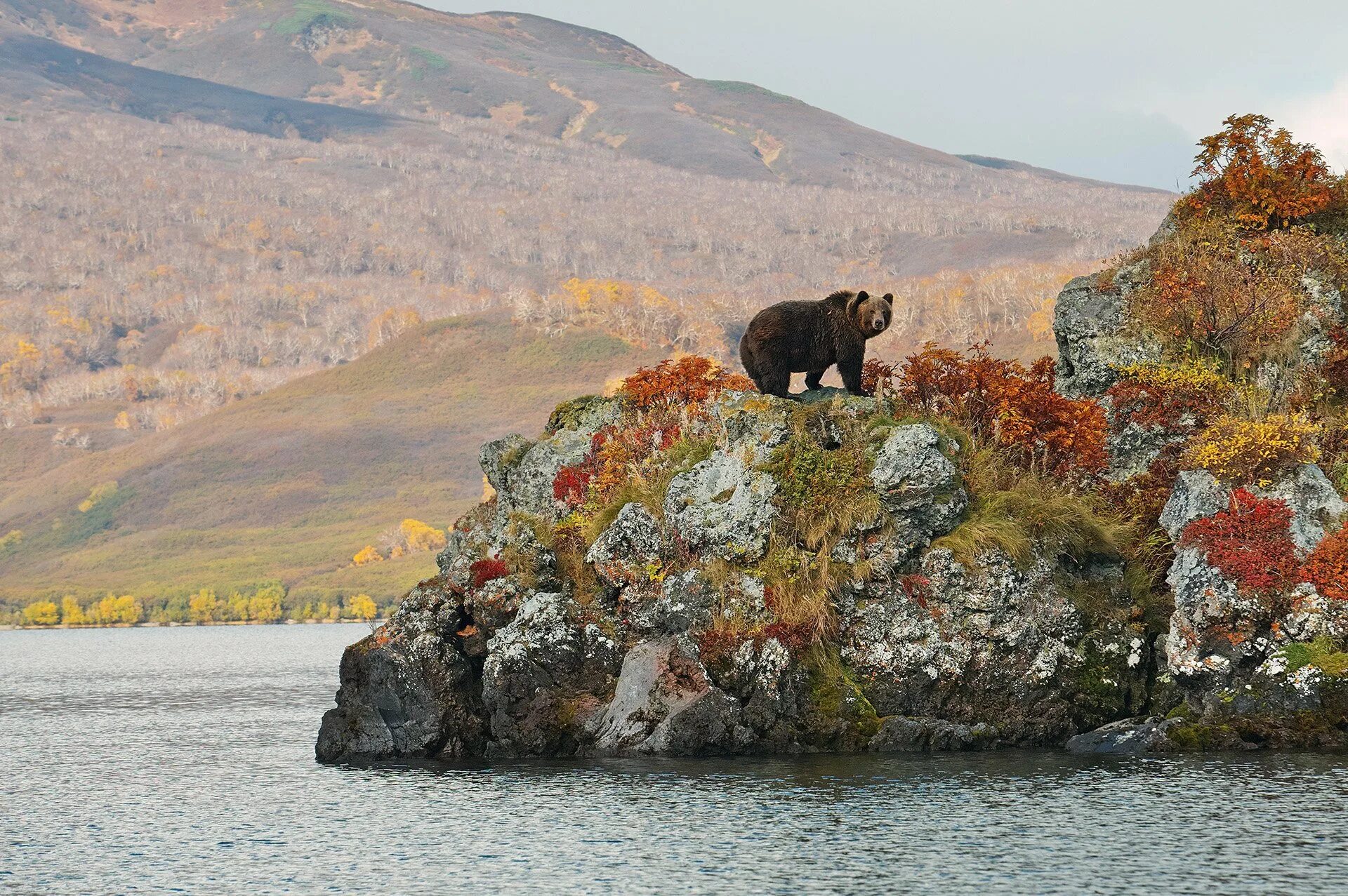 Звери кольского полуострова