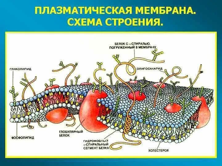 Плазматическая мембрана клетки состоит. Схема строения плазматической мембраны клетки. Структура клетки плазматическая мембрана. Строение цитоплазматической мембраны ЕГЭ. Состав и строение наружной плазматической мембраны.