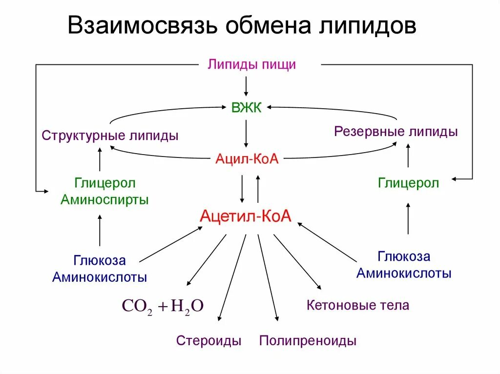 Строения липидов человека. Схема строения липидов. Функции липидов схема. Липиды схема. Взаимосвязь структуры и функции липидов.