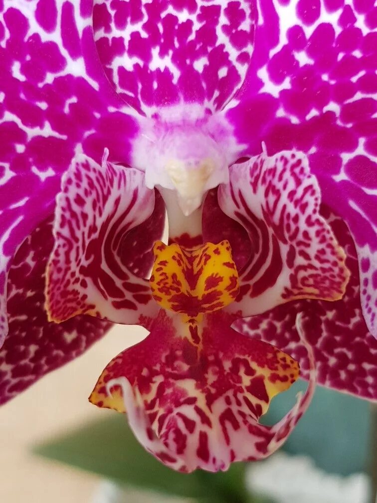 P. Victoria lace Passiflora.ru - Сервис коллективных заказов