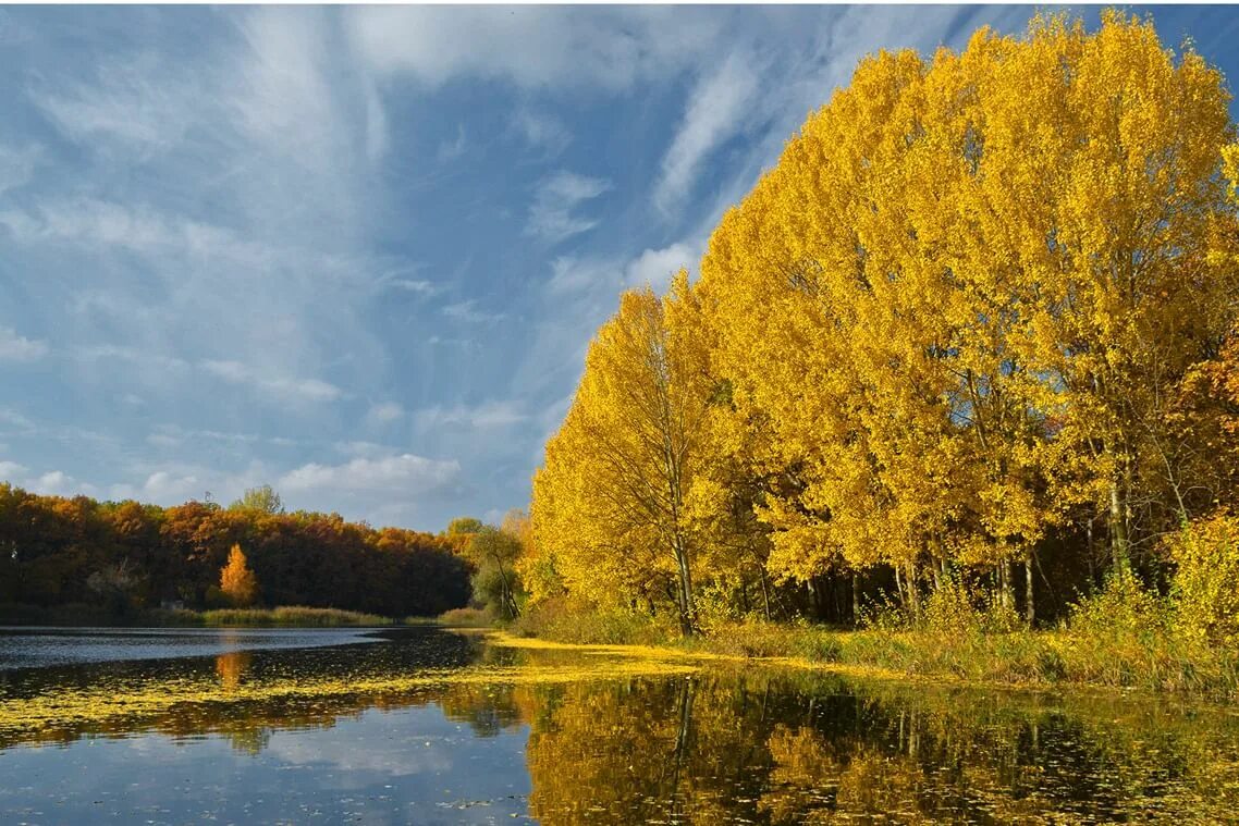 Родной край осенью. Осенний лес Курская область. Родной край Курск. Курская область осень природа. Воронежская область природа осень.